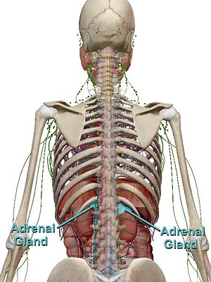 Adrenal Anatomy